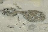 Silurian Cystoid and Crinoid Fossil Associaiton - New York #269942-1